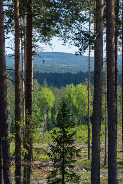 Tallogran_400 Tallogran_400