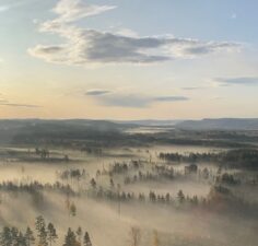 Morgon i Kopparfors skog